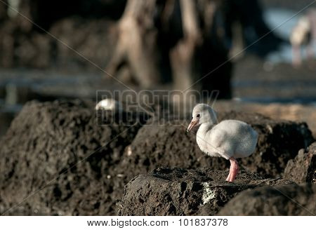 Baby Bird Of The Caribbean Flamingo.
