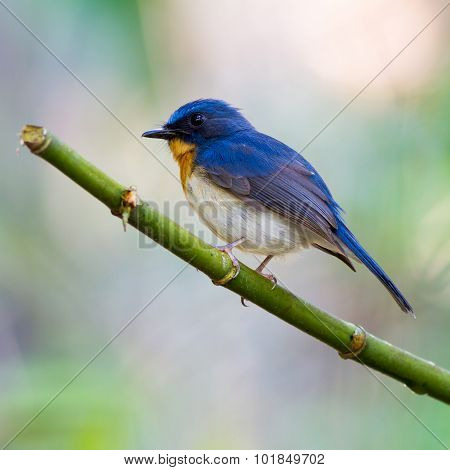 Tickell's Blue Flycatcher