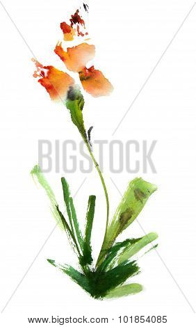 Iris