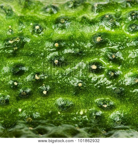 Cucumber Texture. Macro Cucumber Textured Background