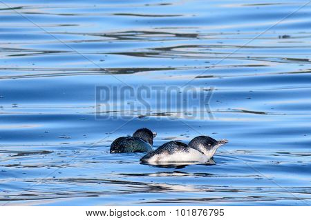 Little Blue Fairy Penguins