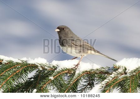 Junco lumisten haara
