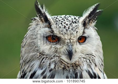 owl