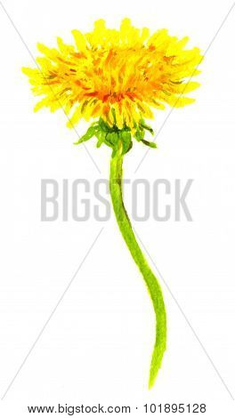 Watercolor painted dandelion flower