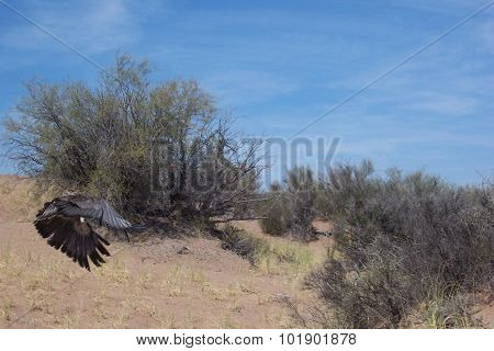 Crowned Eagle