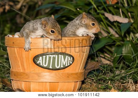 Baby Gray Squirrels