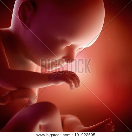 medical accurate 3d illustration of a fetus week 37