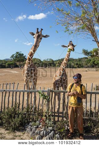 Giraffes in Kruger park South Africa