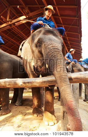 Maesa Elephant Camp, Thailand
