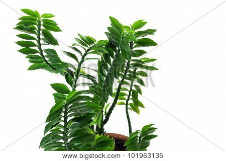 Tropical Plant
