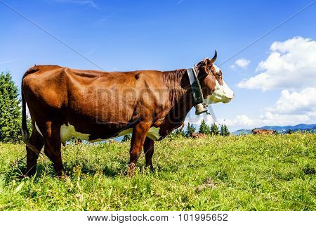 Alpine Cows