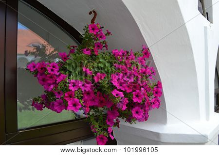 purple flowers