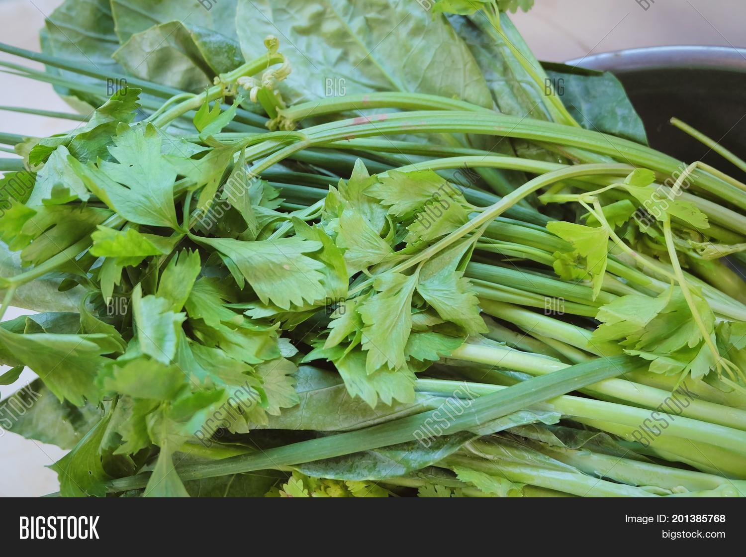 Bunch Chinese Celery Image & Photo (Free Trial) Bigstock