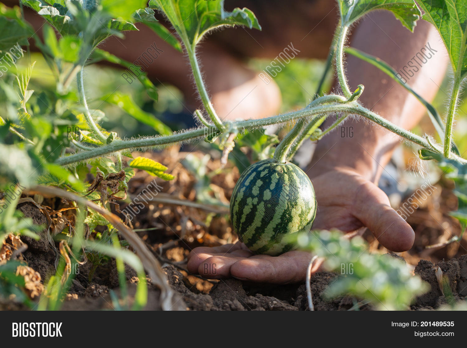 Рассада. Когда сажать дыню на рассаду в 2024. Когда садить дыню на рассаду. Пикировка арбузов и дынь. Пикировка рассады арбуза.