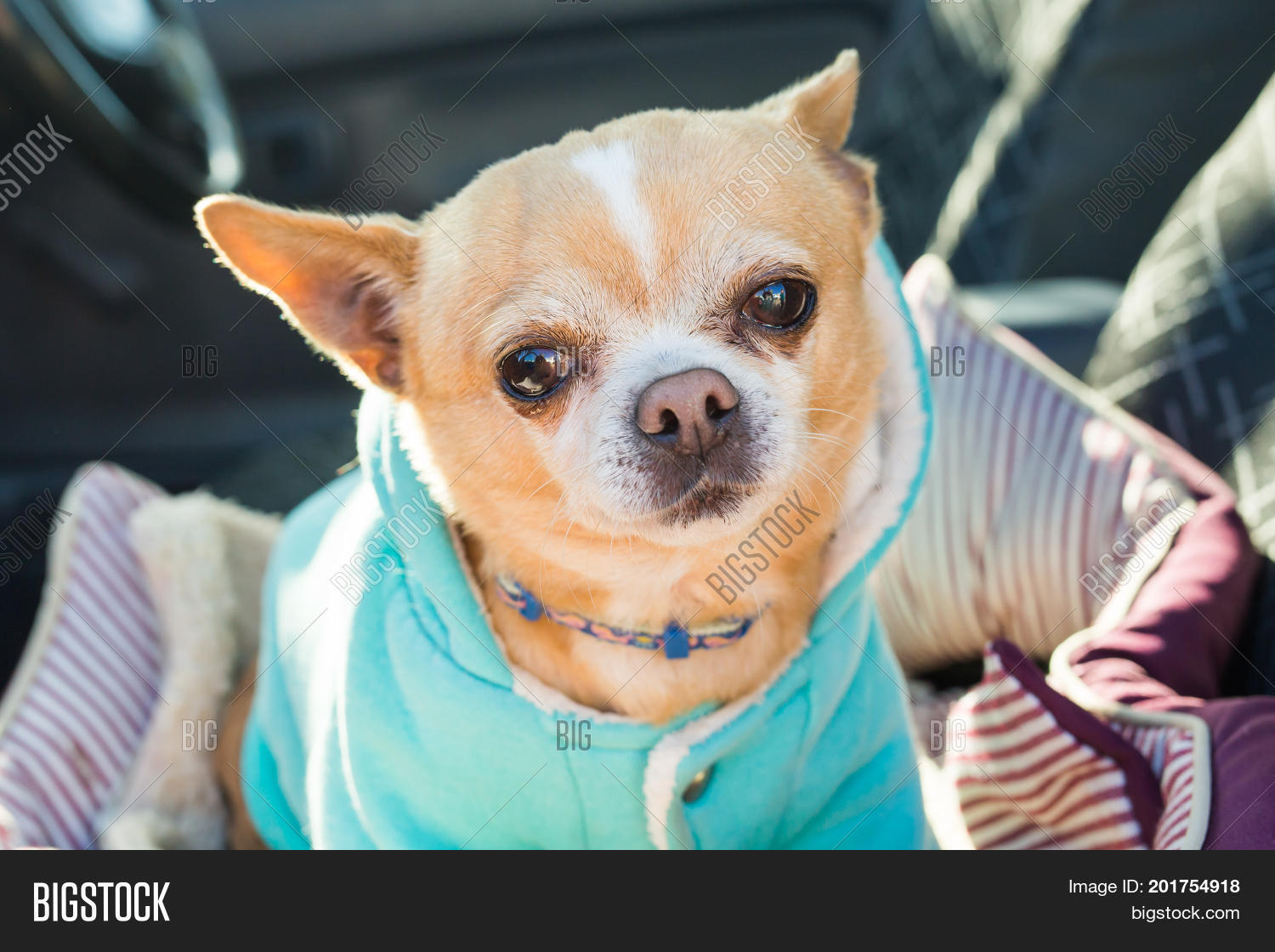 Злая чихуахуа. Чихуахуа в капюшоне. Почему хрипит чихуахуа. Почему хрипит чихуахуа. Чихуахуа с языком.