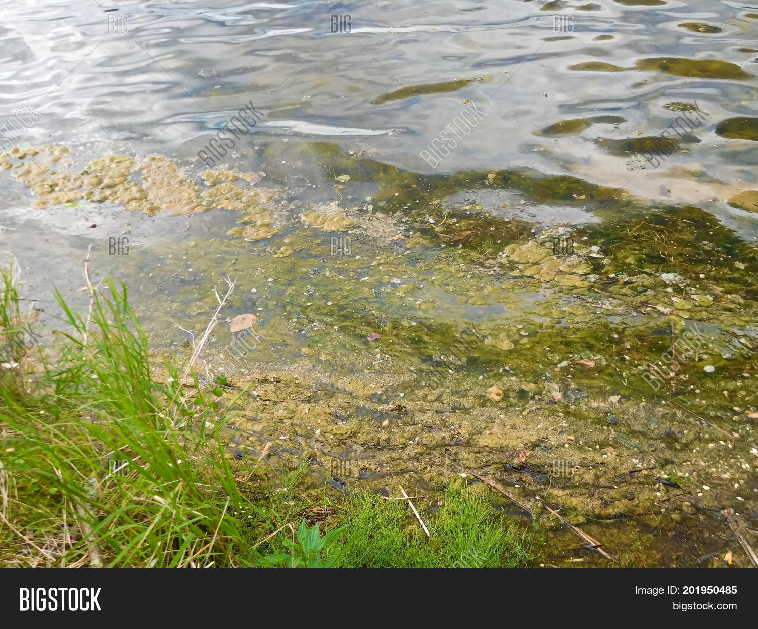 Algae Bloom Being Image & Photo (Free Trial) Bigstock