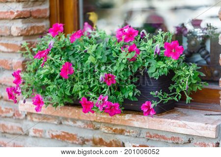 Pink Flowers In A Windowbox Of An Old English Stone House