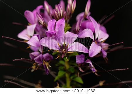 Flower of the spider plant Cleome spinosa.