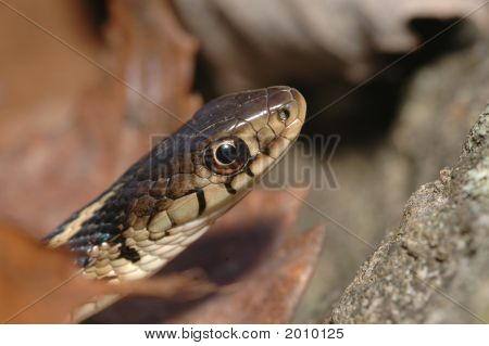 Thamnophis Easten