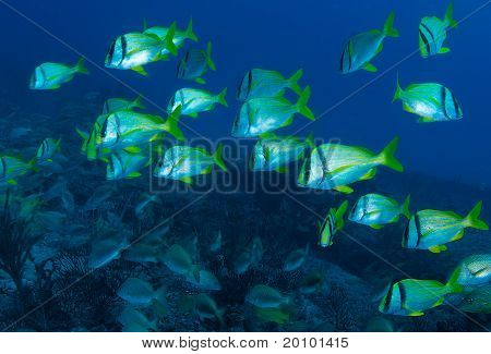 Porkfish på et forlis