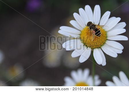 The bee collects the fervor on the chamomile