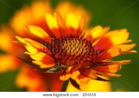 Gaillardia