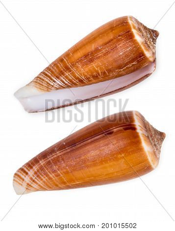 Pair Of Beautiful Seashell Of Sea Mollusc Isolated On A White Background, Top View, Close Up.