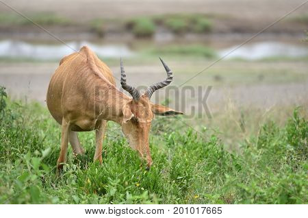 wild hartebeest (kongoni) african antelope eating the fresh grass of savannah