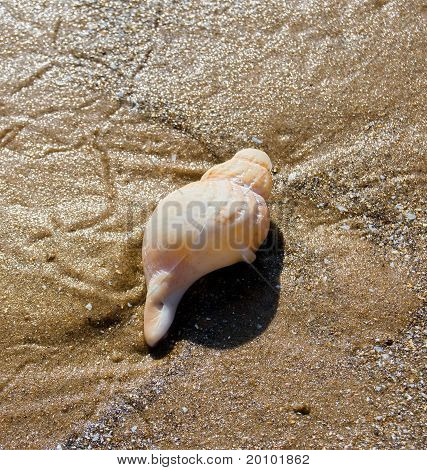 Shell