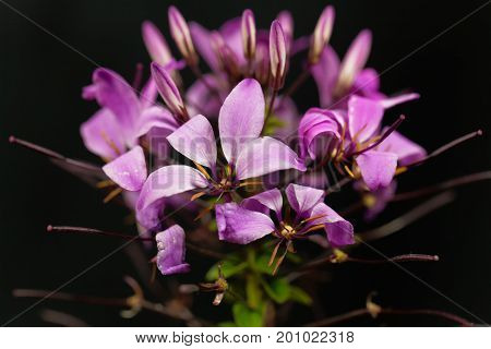 Flower of the spider plant Cleome spinosa.