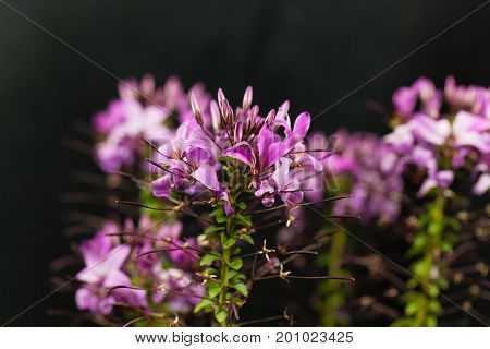 Flower of the spider plant Cleome spinosa.