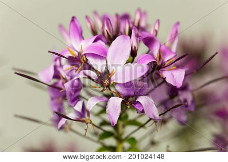 Flower of the spider plant Cleome spinosa.