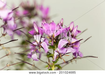 Flower of the spider plant Cleome spinosa.