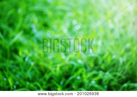 Beauty Nature Bokeh. Abstract background beautiful greenyellow or colorful bokeh blur background and texture with morning sunlight. copy space for any design. Spring summer natural blurred background
