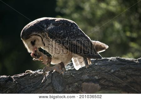 the barn owl is eating a chicken