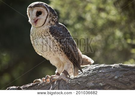 this is a close up of a barn owl