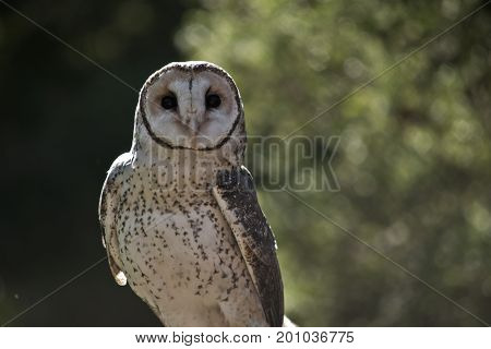 this is a close up of a barn owl