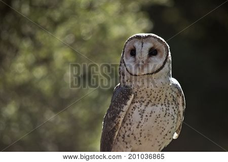 this is a close up of a barn owl