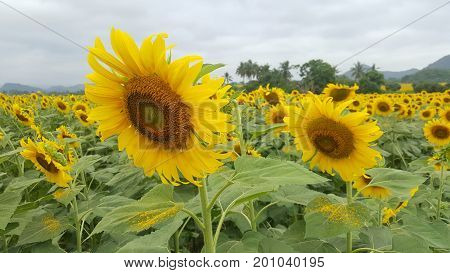 Sunflower field and fluffy clouds in summer