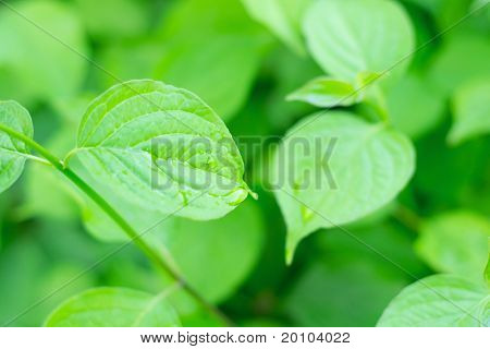 Belle foglie fresche con gocce d'acqua