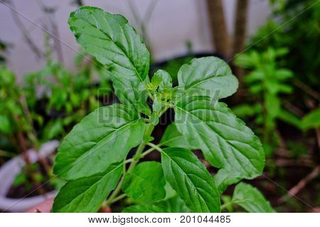 Ocimum Sanctum plants grown for aroma essential oil therapeutic and spiciness.