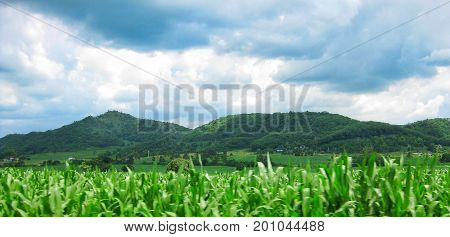 The big mountain in the middle of the clouds, and grasslands.