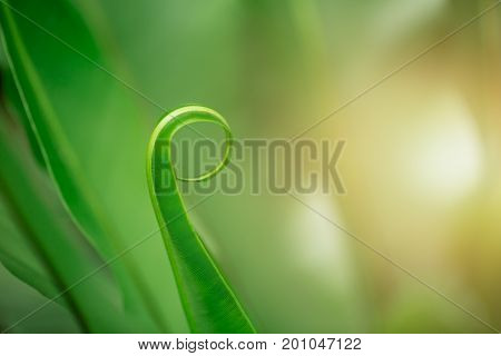 Bird’s Nest Fern. Closeup Fern Leaf For Nature Background.