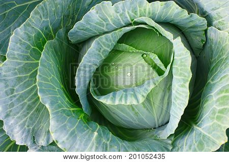 Background With A Big Fresh Cabbage Cabbage Closeup. Cabbage Cabbage On The Bed.
