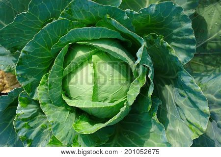 Background With A Big Fresh Cabbage Cabbage Closeup. Cabbage Cabbage On The Bed.