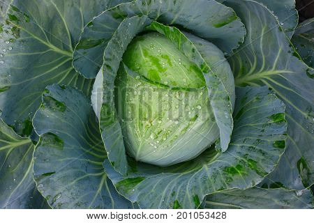 Background With A Big Fresh Cabbage Cabbage Closeup. Cabbage Cabbage On The Bed.