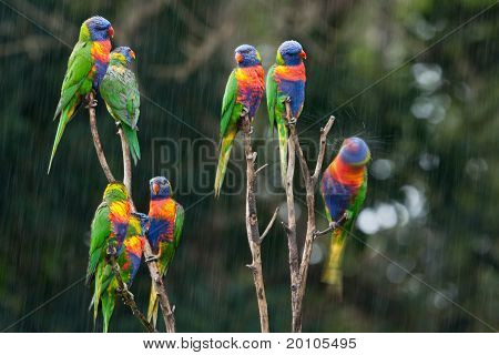 Rainbow lorikeets i regnen.