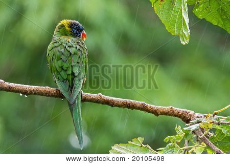 Rainbow lorikeets i regnen.