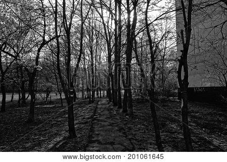 shadows from trees in the spring at the sidewalk, district Teply Stan
