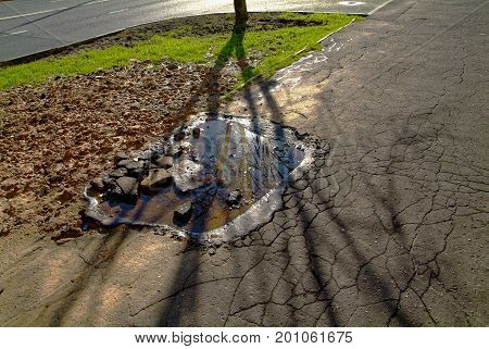 shadows from trees in the spring at the sidewalk, district Teply Stan